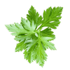Organic Parsley