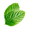 Organic Mint